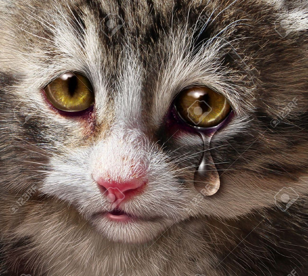 Cat Tears